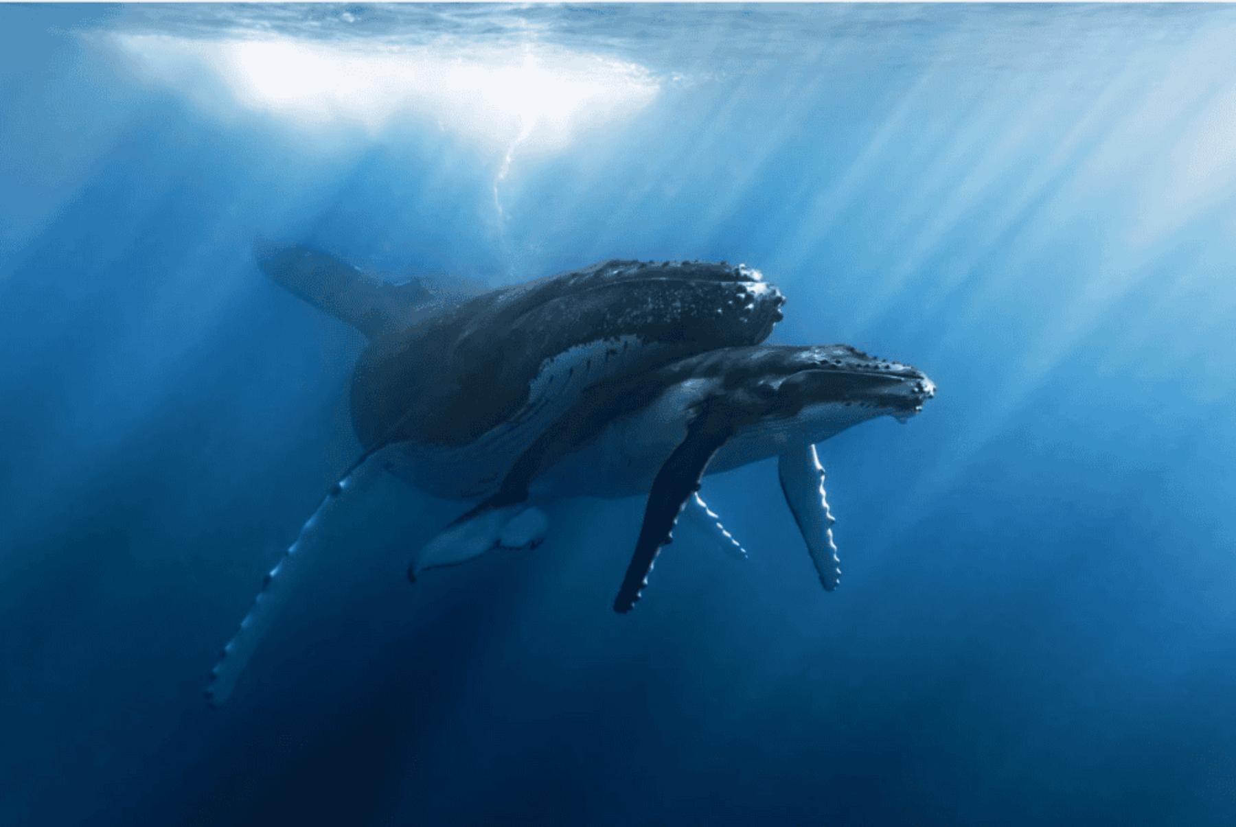 Image for In sight: a tender moment in the deep