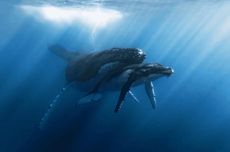 Image for In sight: a tender moment in the deep