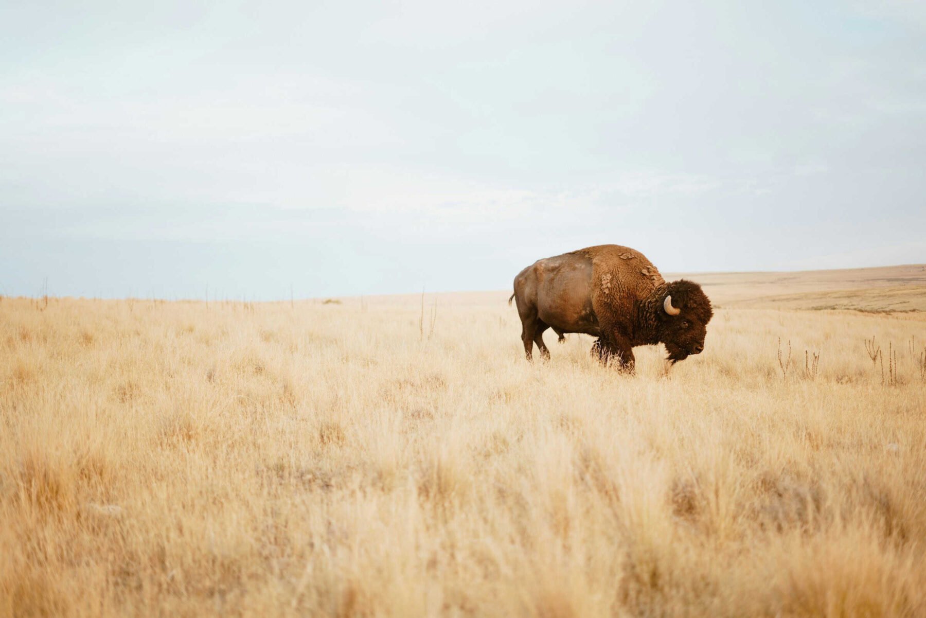 Image for How bison ‘reawakened’ the world’s oldest national park