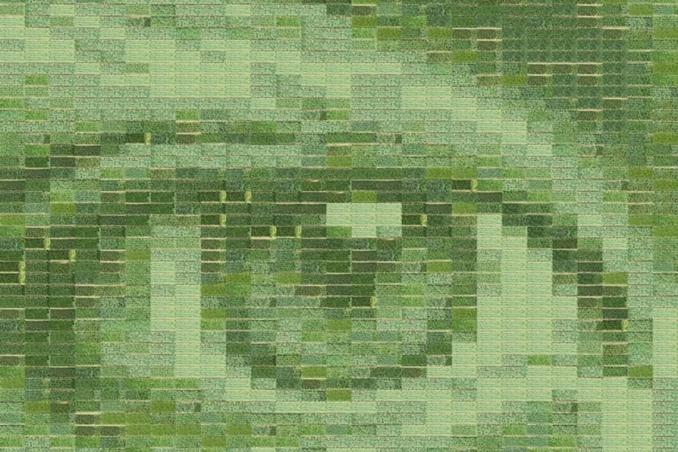 Image for A field of wheat becomes the world’s largest living photograph