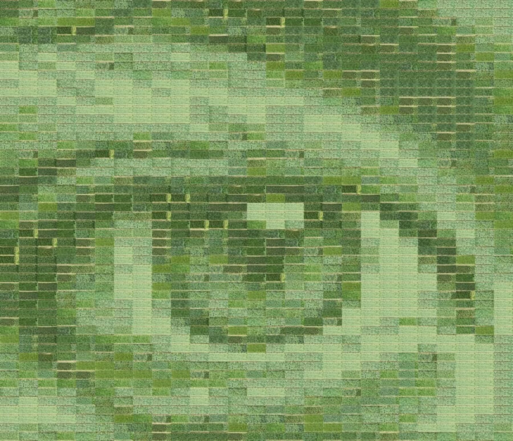 Image for A field of wheat becomes the world’s largest living photograph