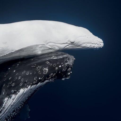 Photo for the article What went right this week: the good news that matters