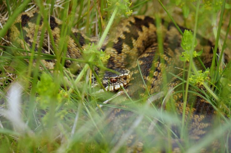 Image for How species spotting took hold of a rural community