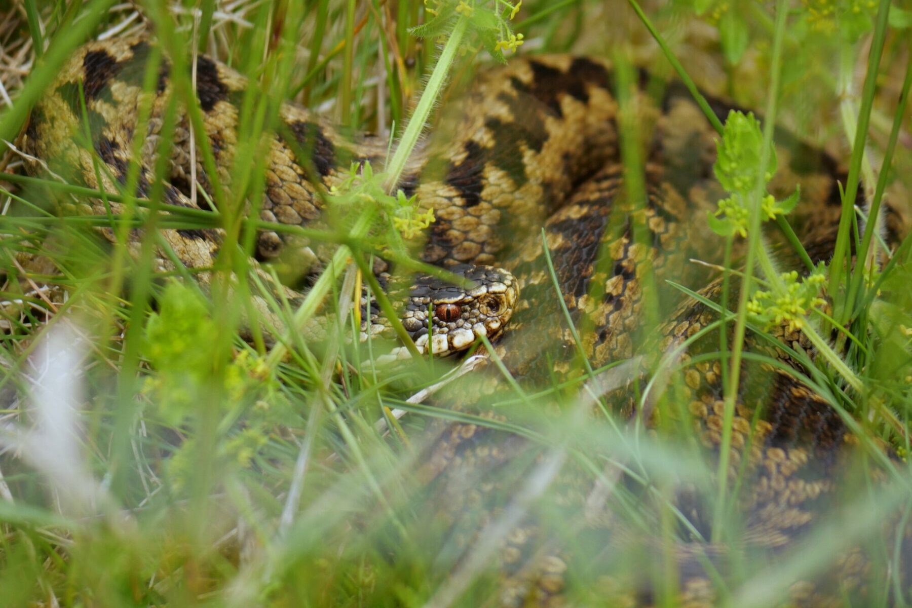 Image for How species spotting took hold of a rural community