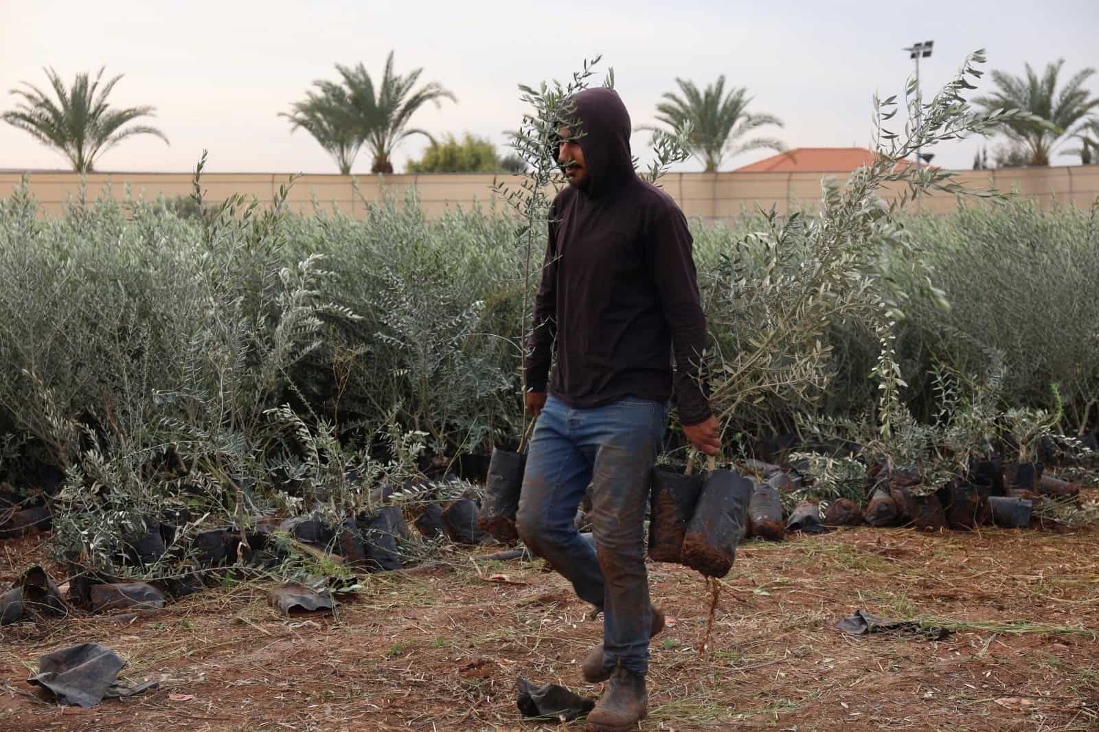A Green Revolution in Rural Palestine: Hope through Olive Replanting