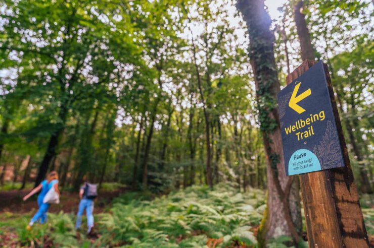 Image for Woodland walks cut anxiety, study finds