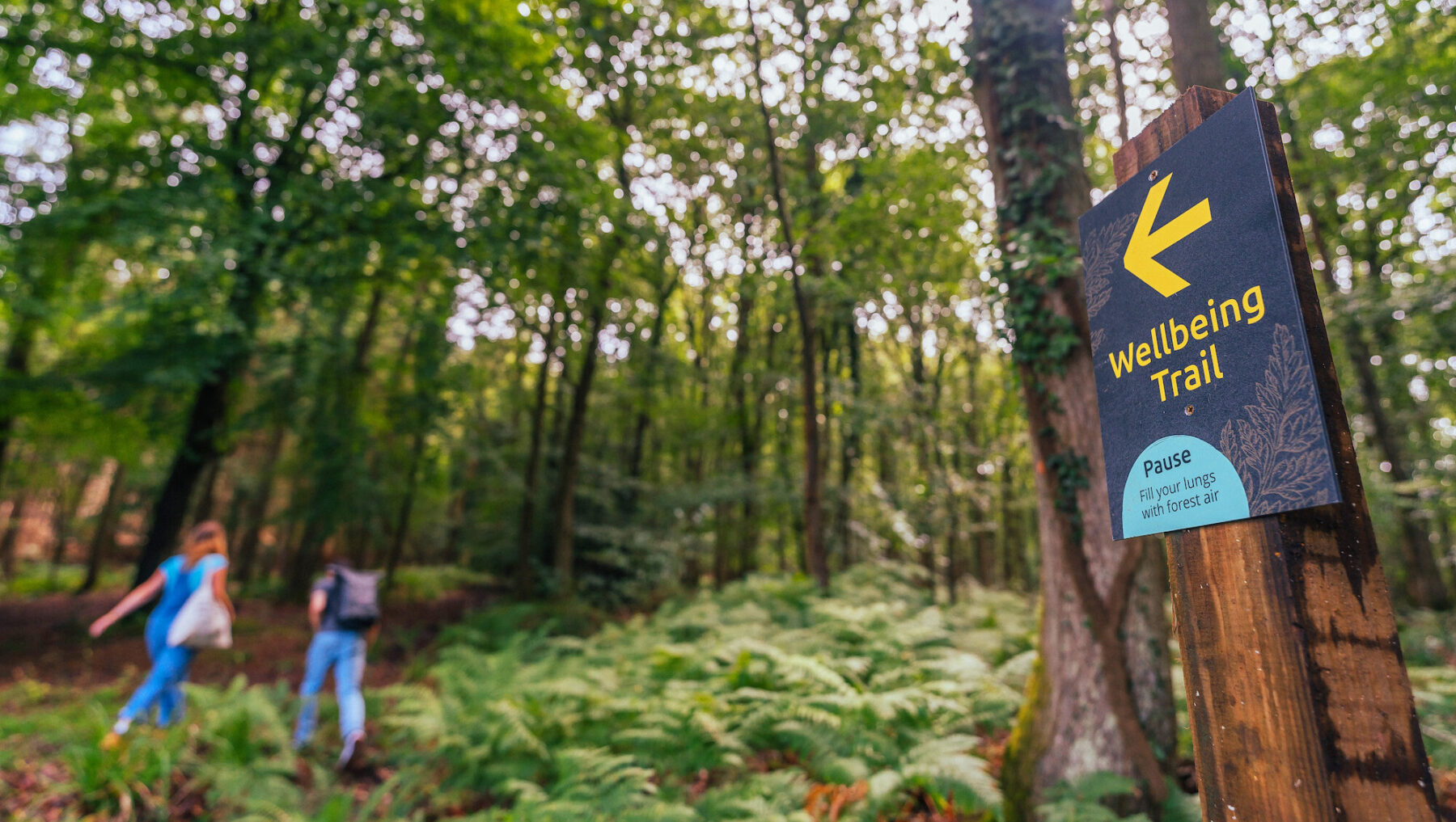 Image for Feeling anxious? Then try going for a walk in the woods