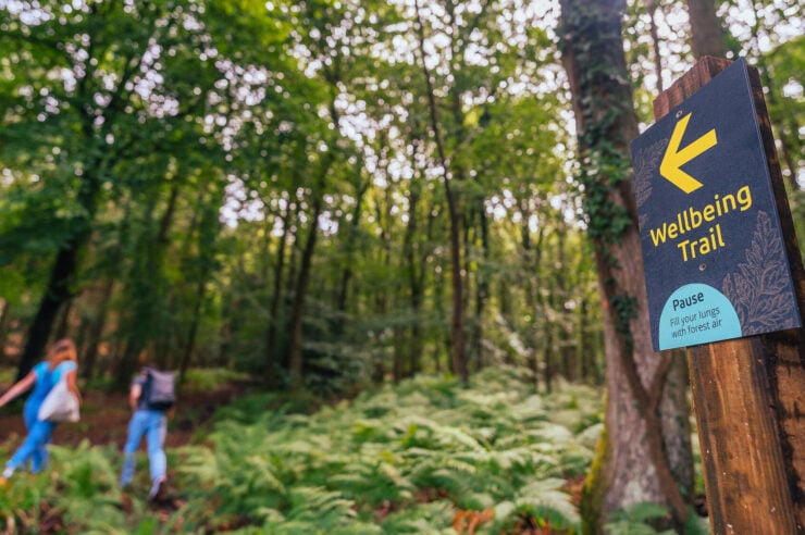 Image for Feeling anxious? Then try going for a walk in the woods