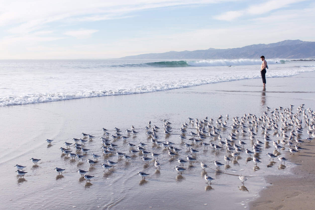 Exciting Advancements in Conservation, Law, and Health: A Good News Roundup