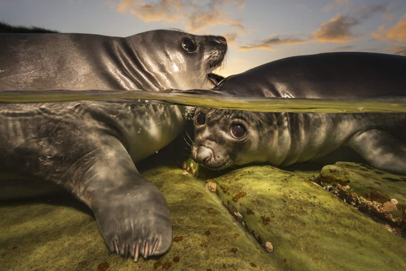 Image for Gallery: Underwater Photographer of the Year 2026