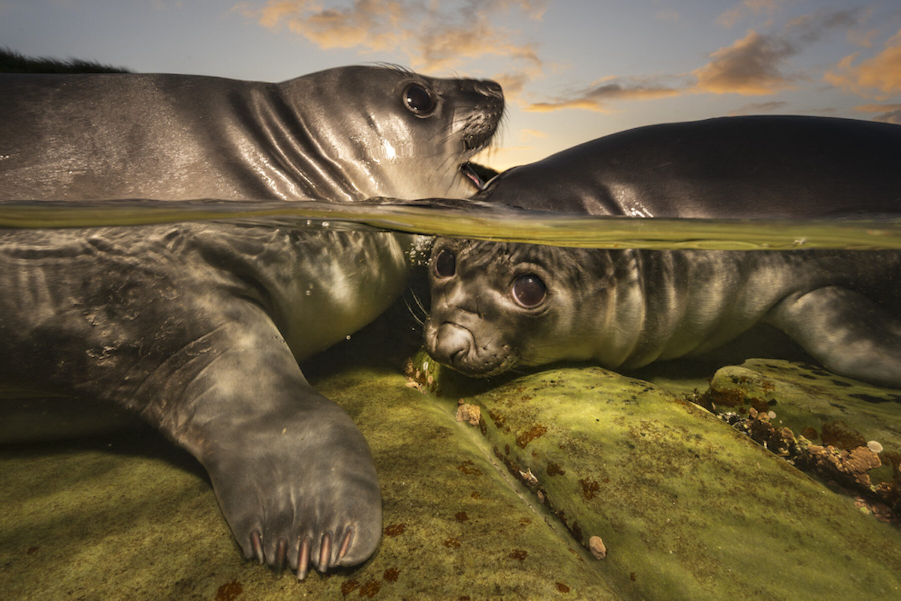 Image for Gallery: Underwater Photographer of the Year 2026
