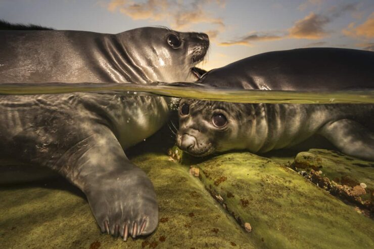 Image for Underwater Photographer of the Year 2026, the winning image