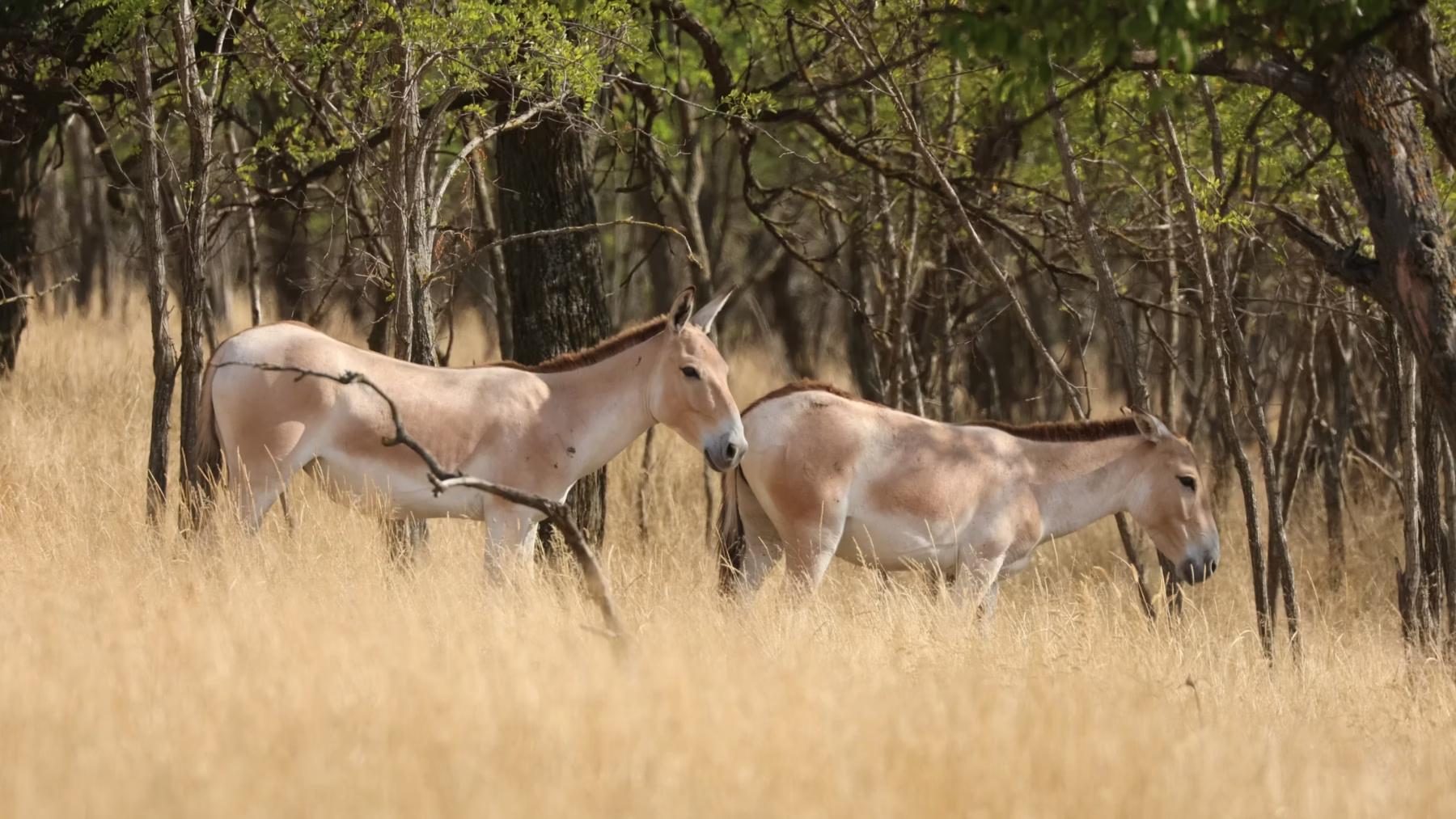 Why Ukraine is rewilding in the heat of war