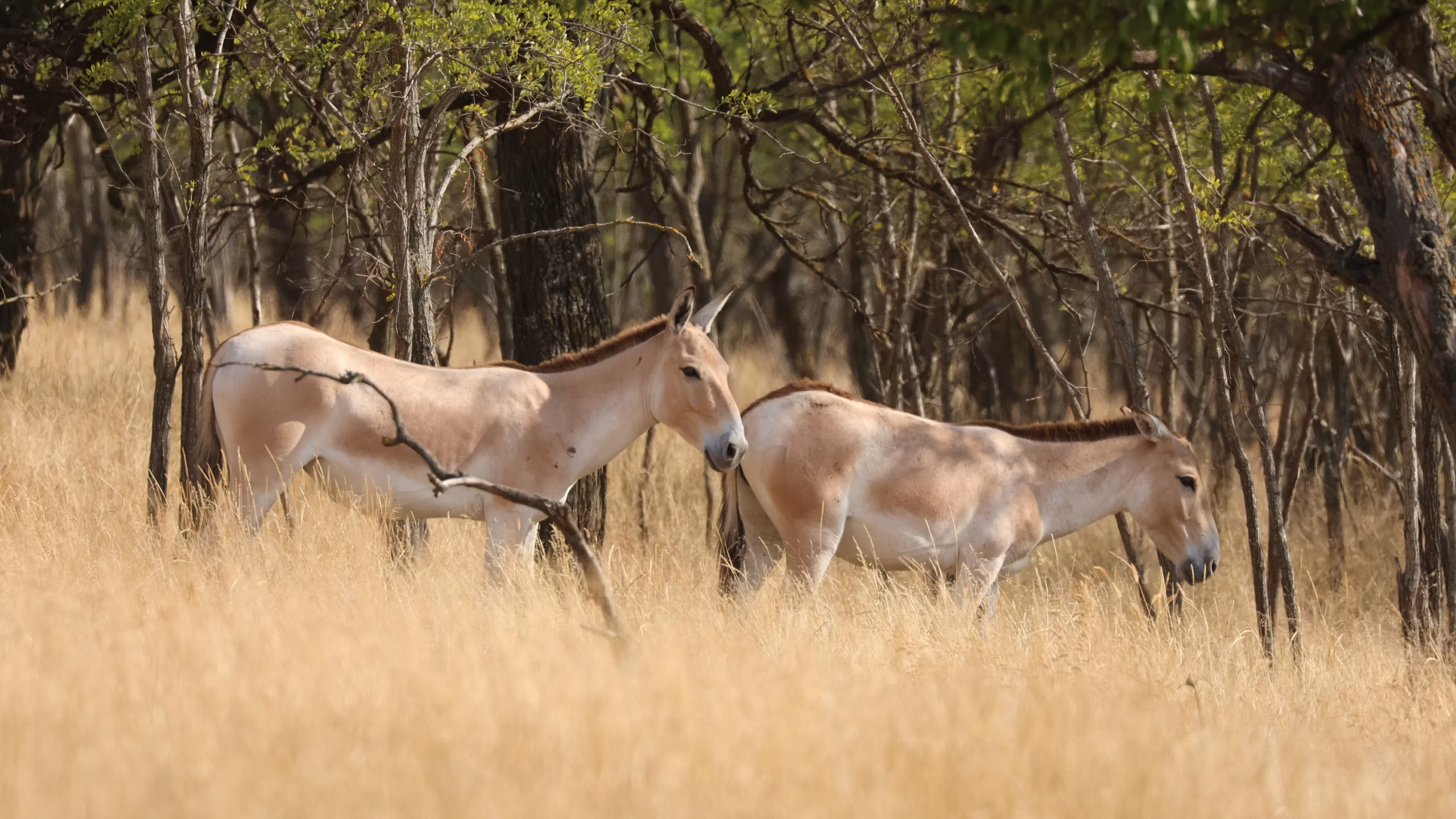 Why Ukraine is rewilding in the heat of war