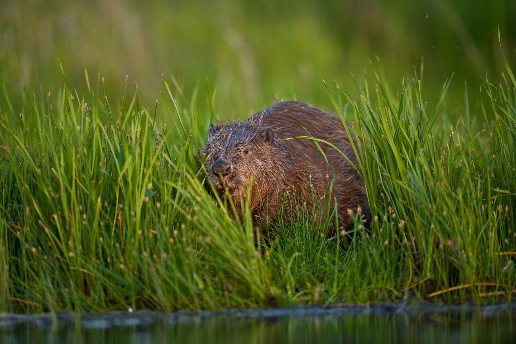 Image for ‘Step aside, humans’: how beavers solved a flooding problem in west London