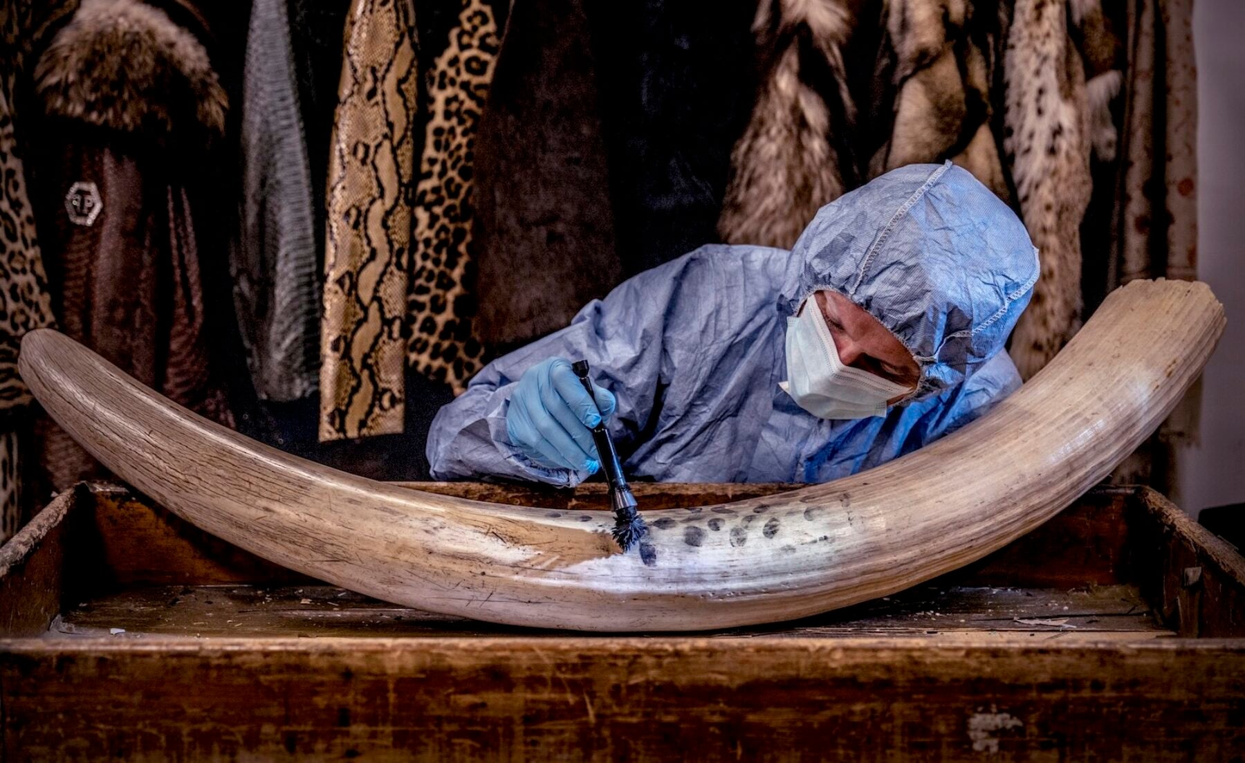 Image for In pictures: How forensic science is helping tackle wildlife poaching