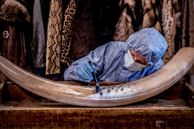 Image for In pictures: How forensic science is helping tackle wildlife poaching