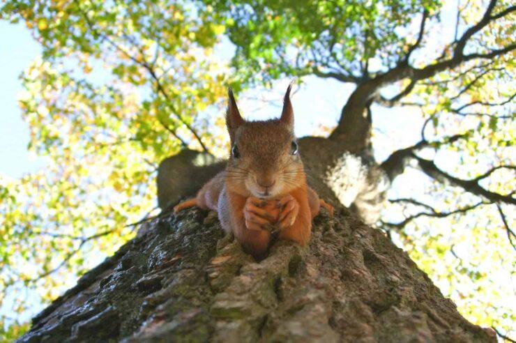 Image for How rewilding could help stop the spread of Britain’s wildfires