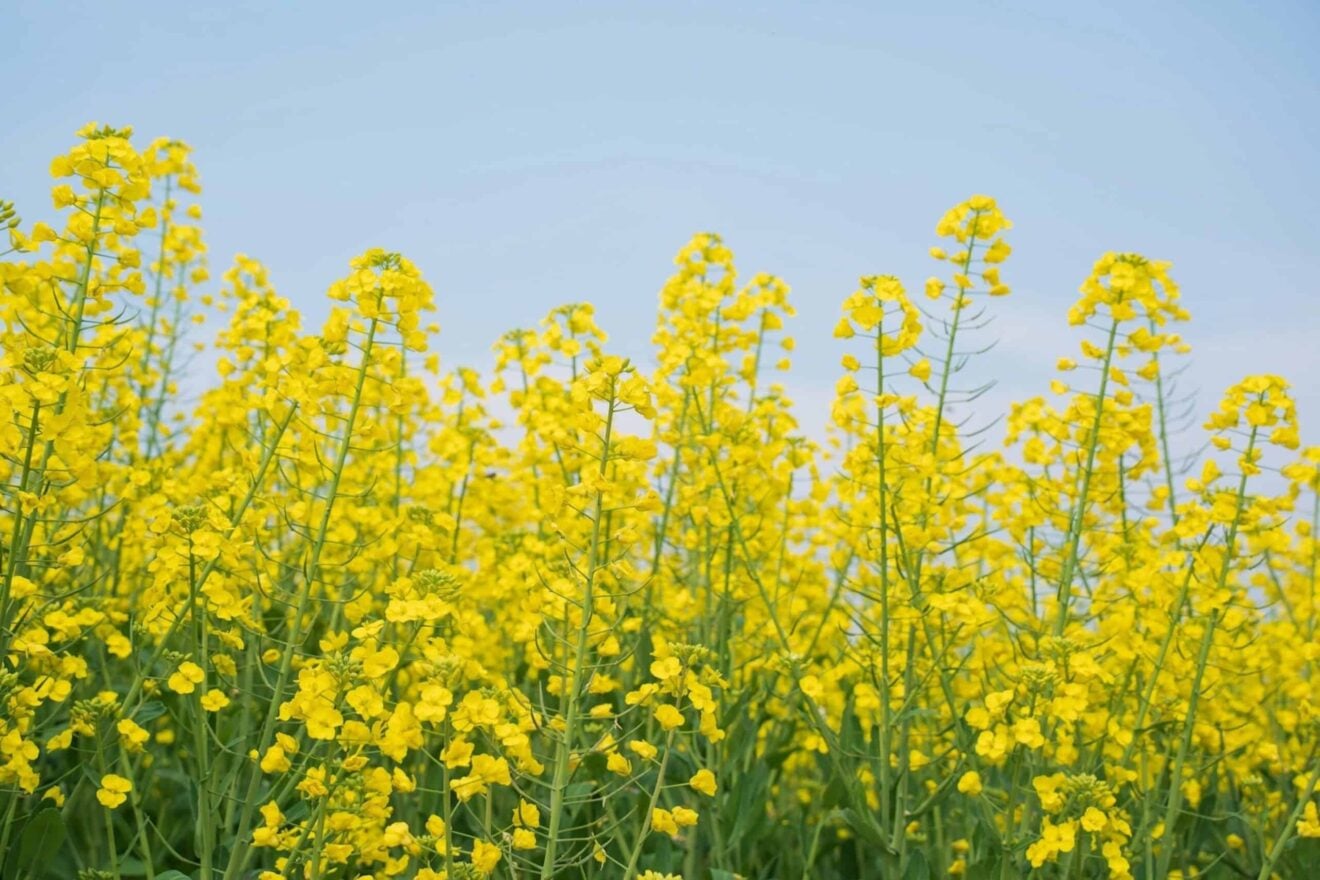 Image for Putting slugs on the map: farmers pioneer precision crop protection 