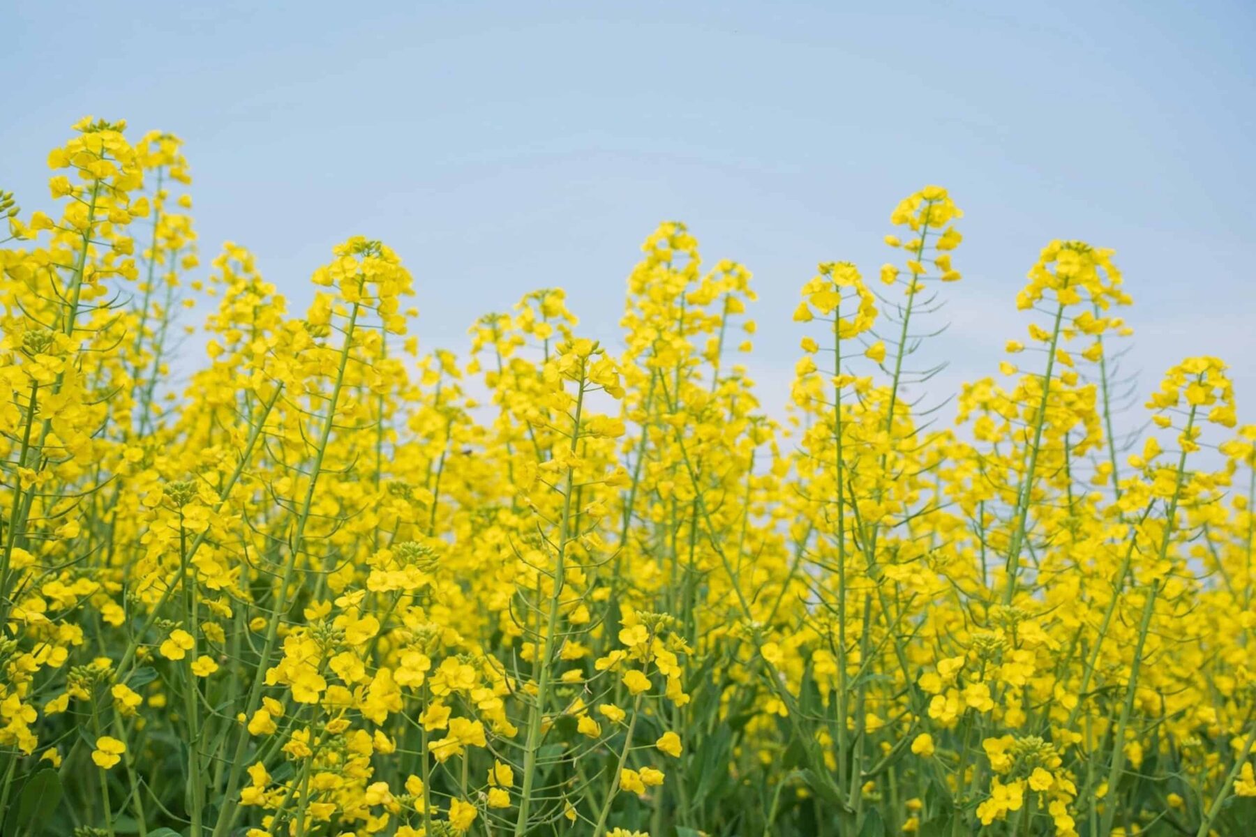 Image for Putting slugs on the map: farmers pioneer precision crop protection 