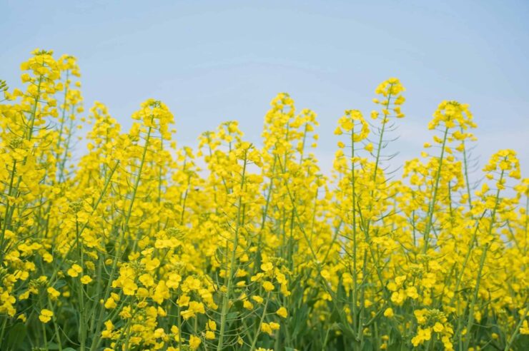 Image for Putting slugs on the map: farmers pioneer precision crop protection 