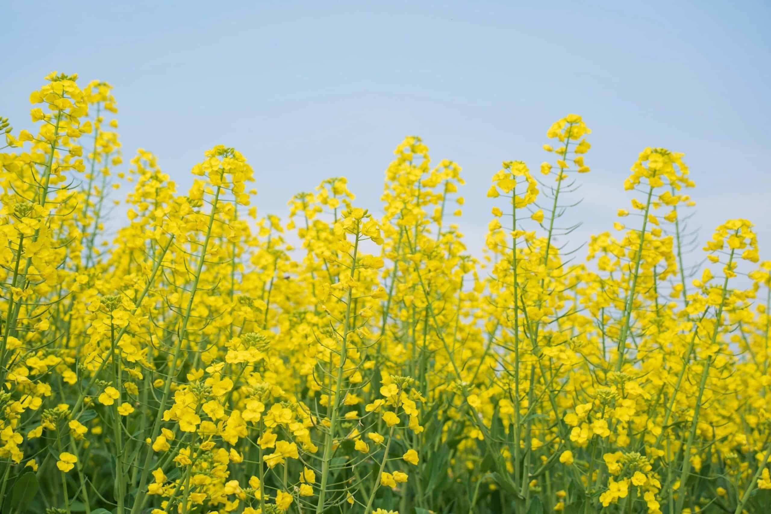 Putting slugs on the map: farmers pioneer precision crop protection
