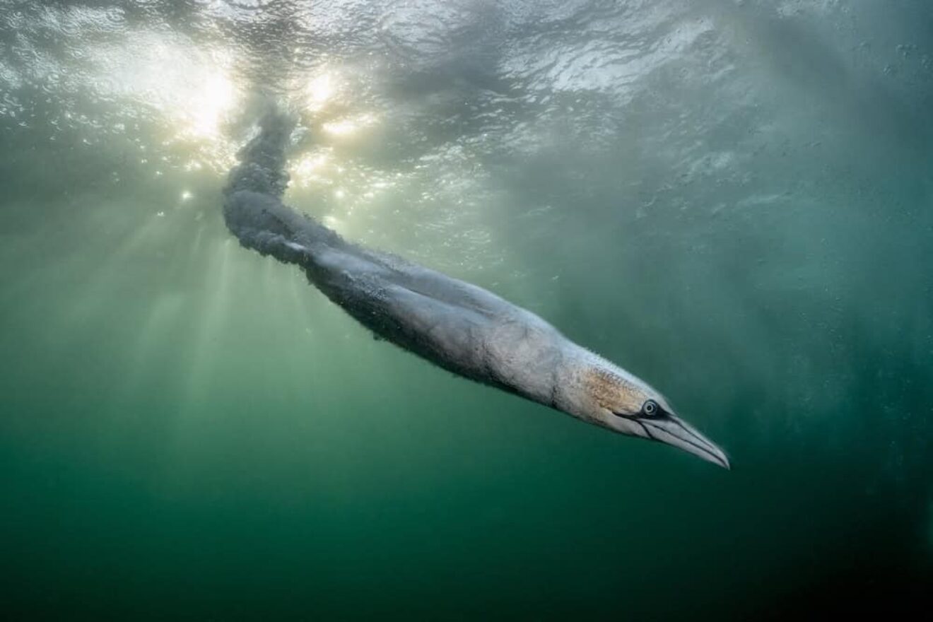 Image for Winners of Bird Photographer of the Year announced