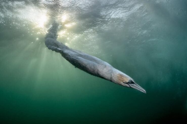 Image for Winners of Bird Photographer of the Year announced