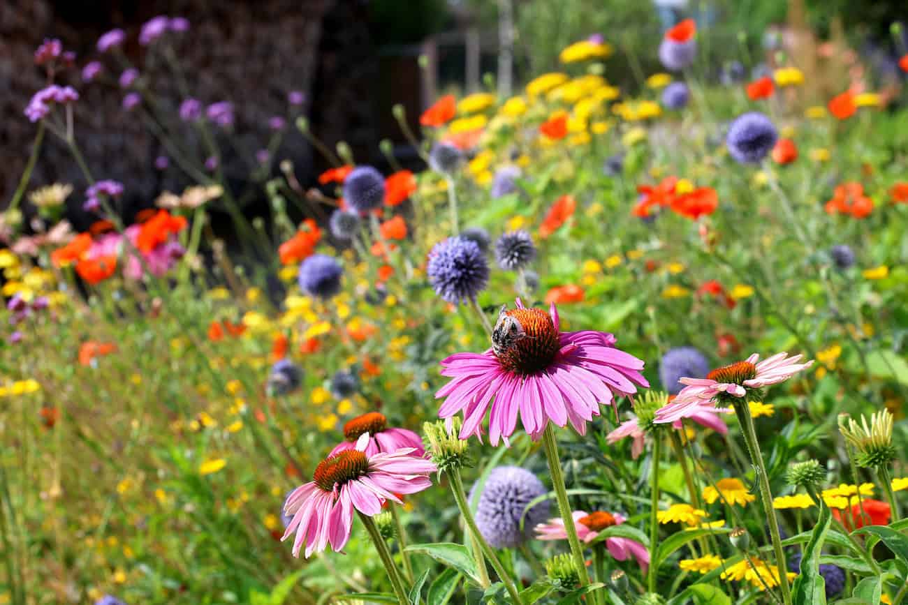 They’re resilient, low-effort and beautiful: how to plant a rubble garden