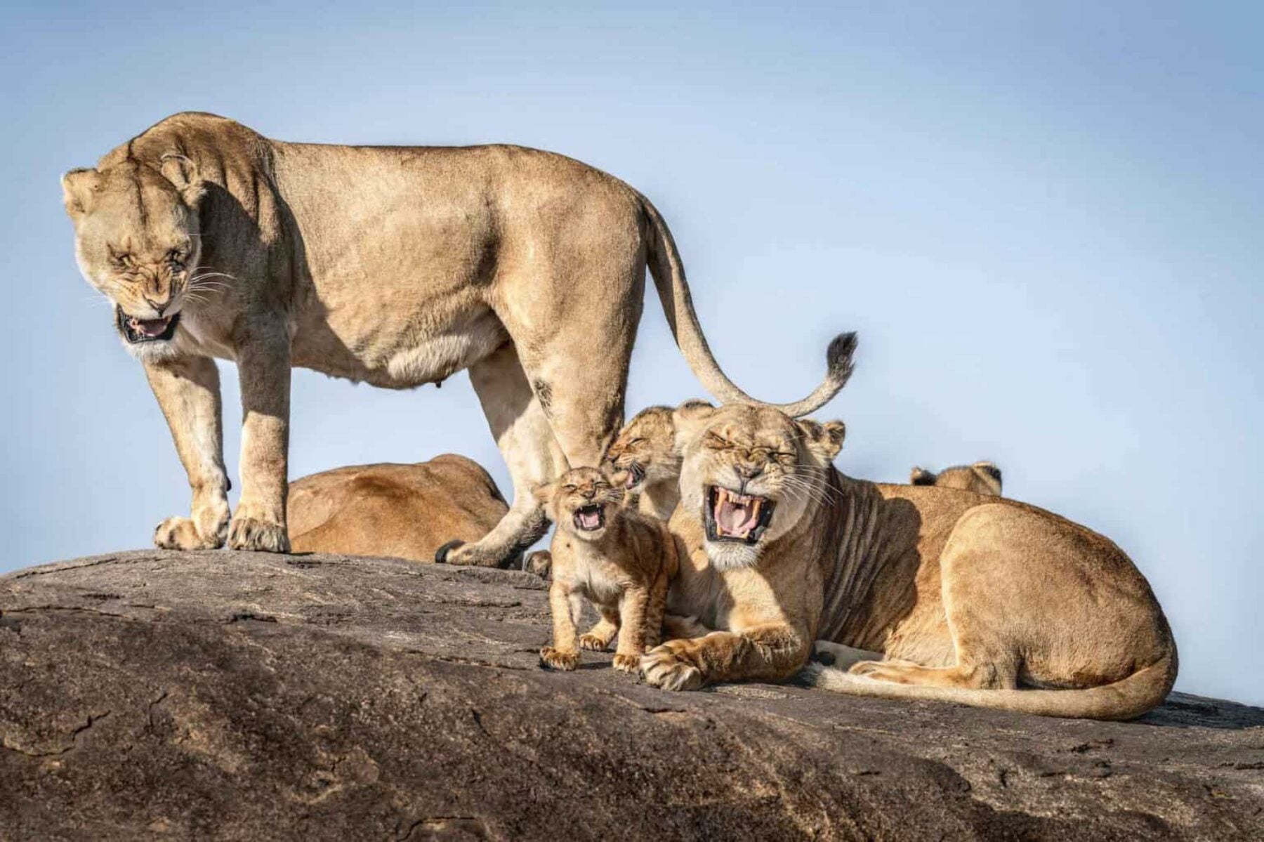 Image for In pictures: 10 years of the Comedy Wildlife Photography Awards