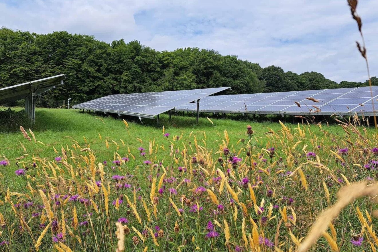 Image for The new certification scheme helping solar farms become havens for wildlife