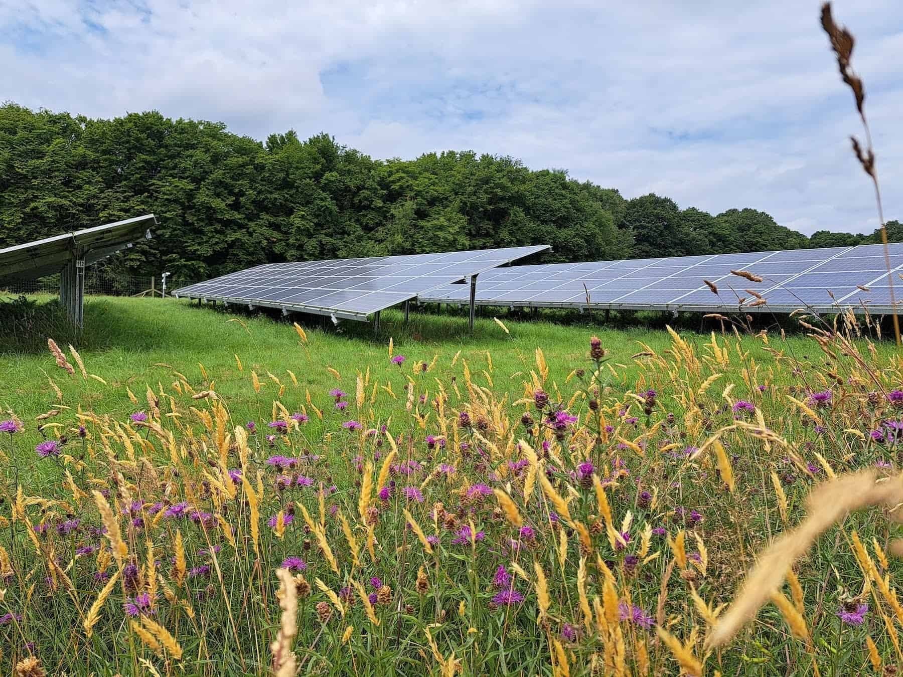 Image for The new certification scheme helping solar farms become havens for wildlife