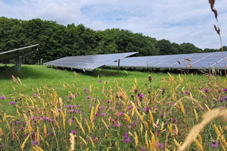 Image for The new certification scheme helping solar farms become havens for wildlife