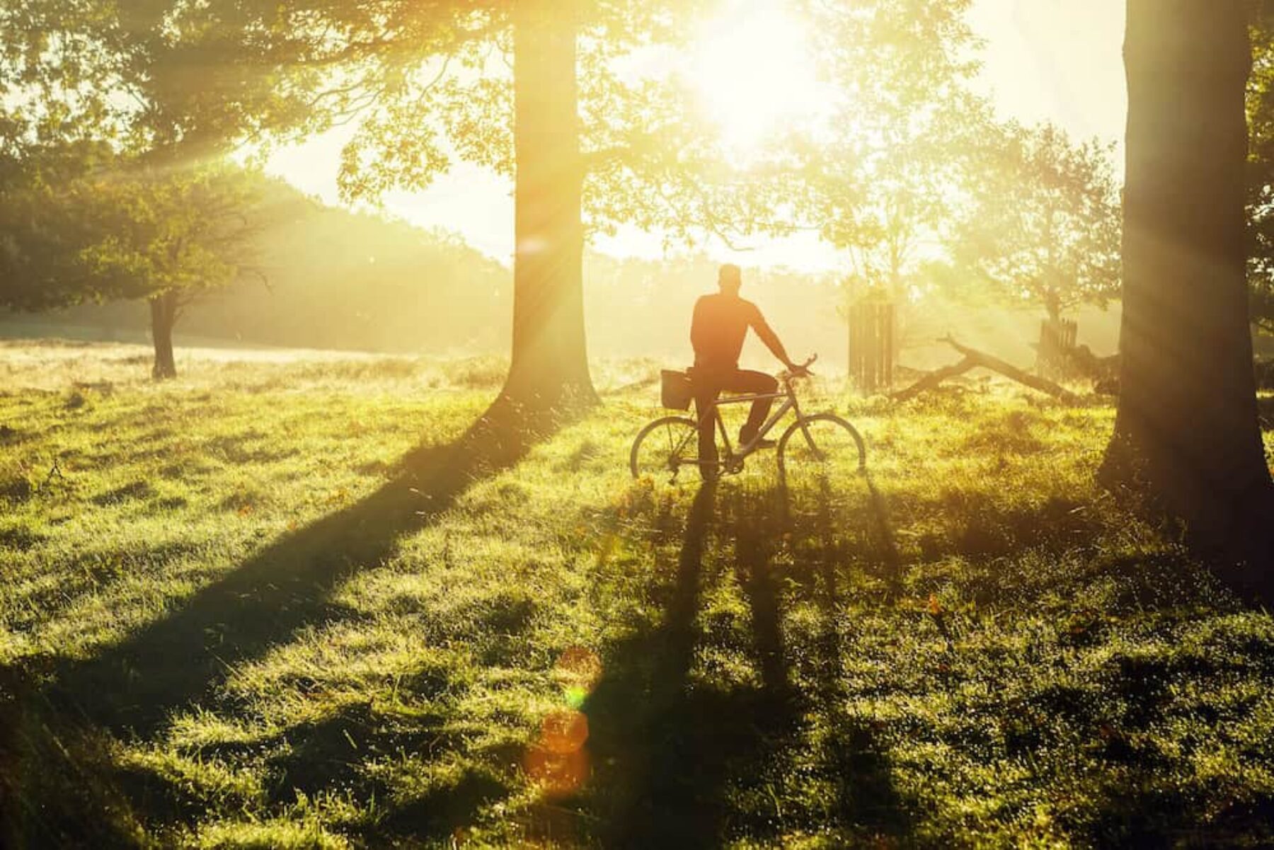 Image for Putting a ring on it: the plan to green London’s beloved edges