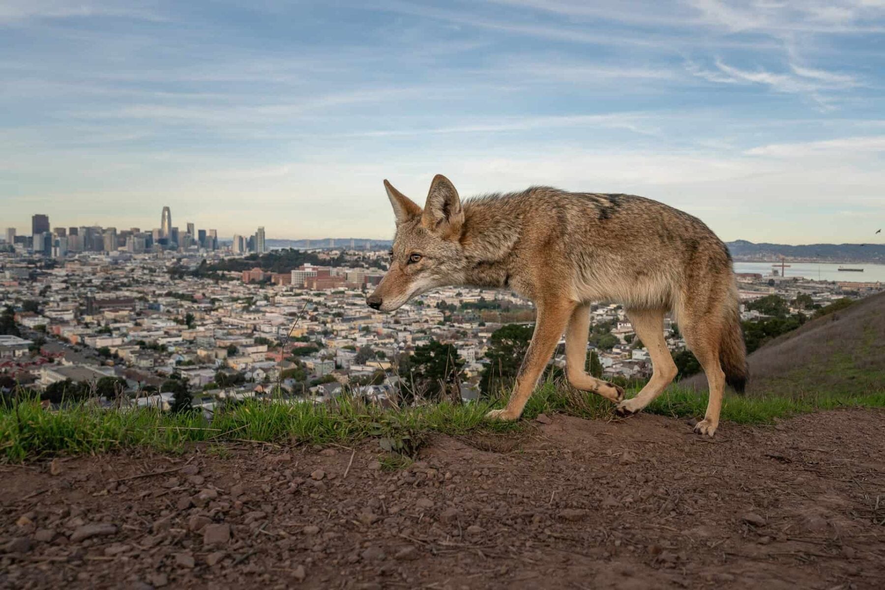 Image for Wildlife photographer of the year 2026, the winning images