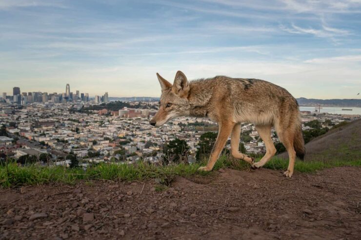 Image for Wildlife photographer of the year 2026, the winning images